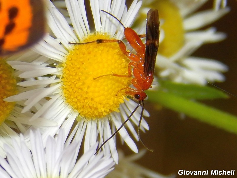 Aiuto ID3 (Braconidae?)